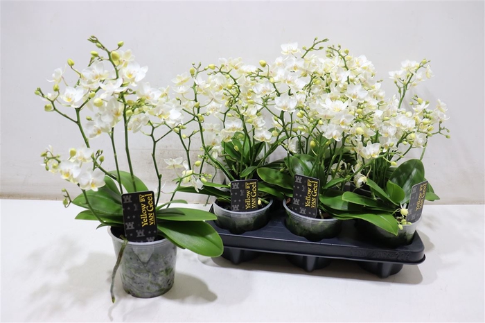 <h4>arr8 Phal Mf Cream Punch</h4>