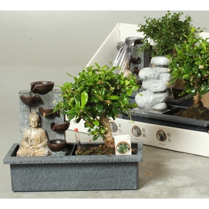 BONSAI GEM