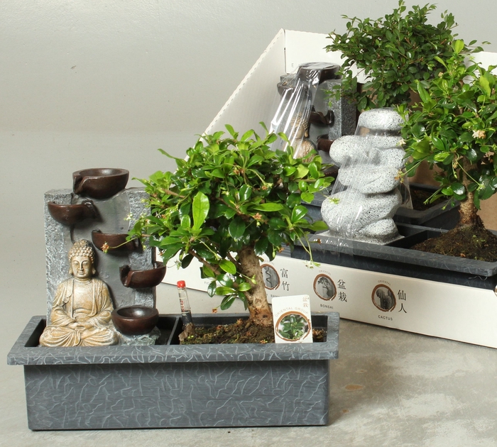 <h4>BONSAI GEM</h4>