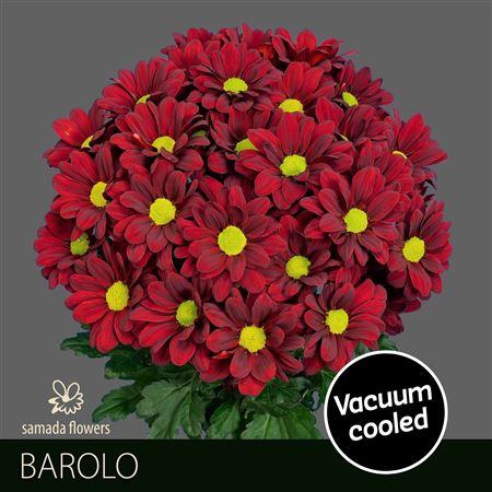 Chr T Barolo