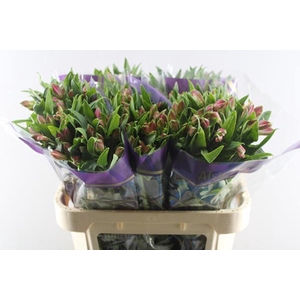 Alstr Bubblicious (d.rose)