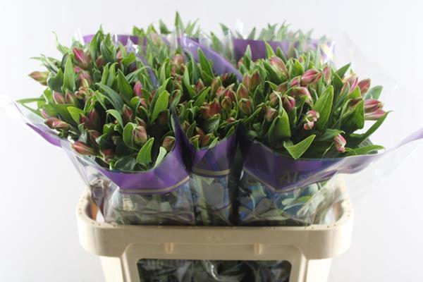 <h4>Alstr Bubblicious (d.rose)</h4>