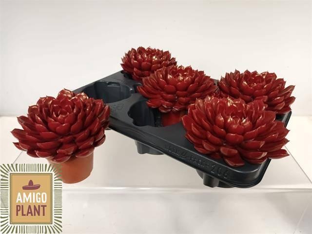 <h4>ECHEV SUMMER</h4>