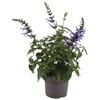 Salvia Salgoon Lake Como blauw