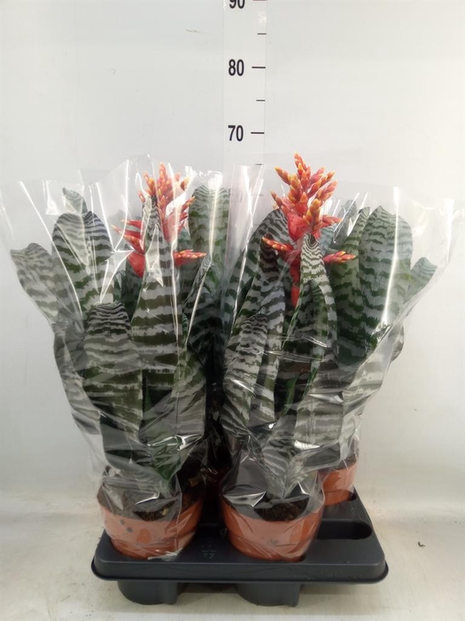 <h4>Aechmea   ...</h4>