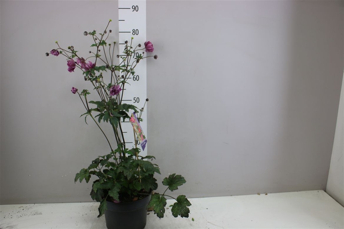 <h4>Anemone Hy Serenade</h4>
