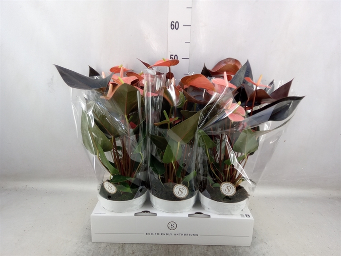 <h4>Anthurium andr. 'Rainbow Champion'</h4>