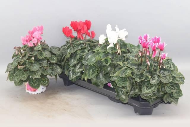 <h4>CYCL GR SUP XL</h4>