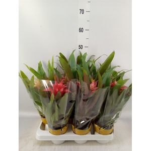 Guzmania   ...mix