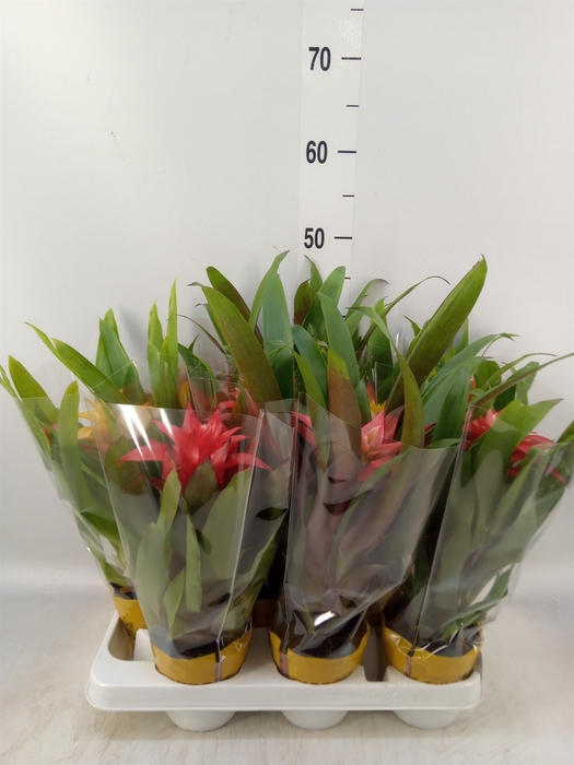 <h4>Guzmania   ...mix</h4>