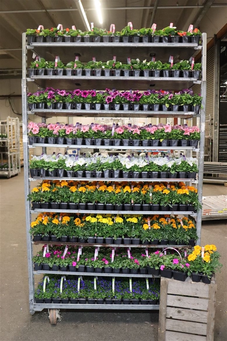 <h4>Perkpl Mixk 1 Soort Per Tray</h4>