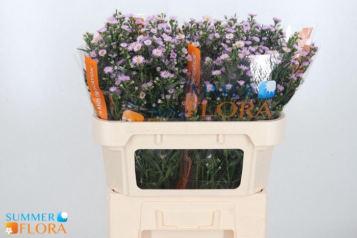 <h4>AST PAINTED LADY</h4>