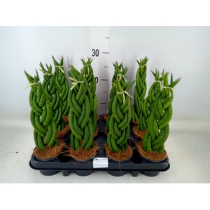 Sansevieria cyl.  ...