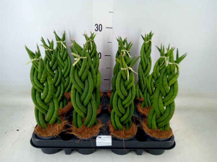 <h4>Sansevieria cyl. ...</h4>