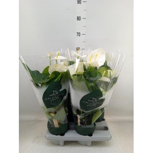 Anthurium andr. 'Samora'