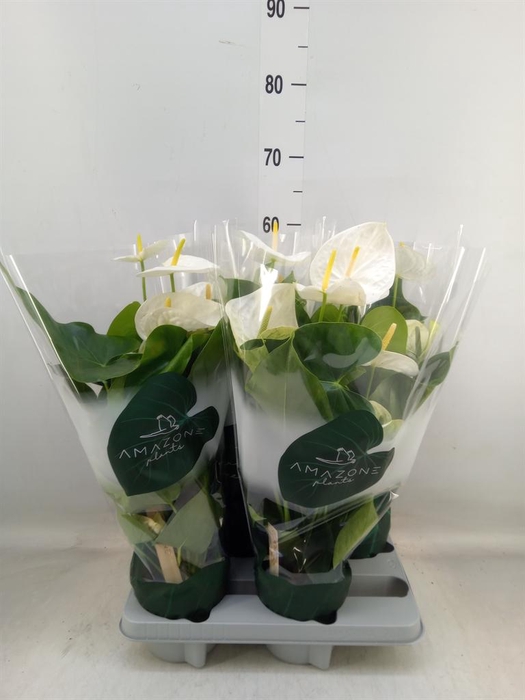 <h4>Anthurium andr. 'Samora'</h4>