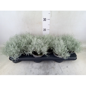 Leucophyta brownii