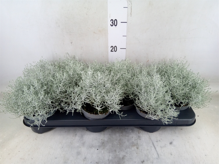 <h4>Leucophyta brownii</h4>