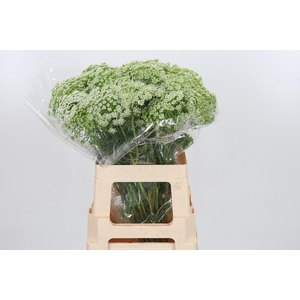 Ammi Majus Visnaga