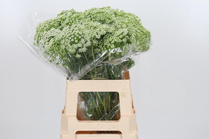<h4>Ammi Majus Visnaga</h4>