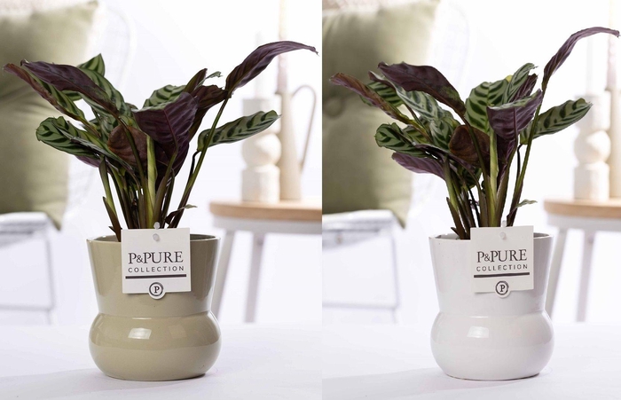 <h4>Ctenanthe Burle Marxii in P&PURE Plant Vase Maxima ass. 2</h4>