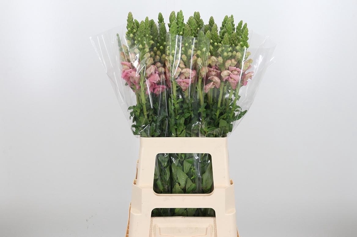 <h4>Antirrhinum Po Pink</h4>