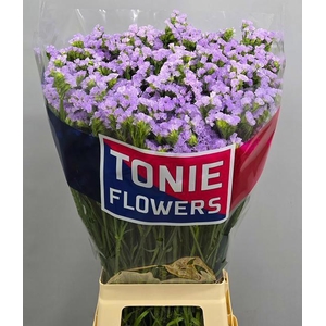 Lim S Tonie Lavender
