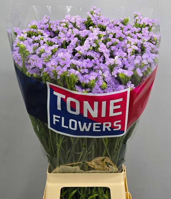 <h4>LIM S TONIE LAVENDER</h4>