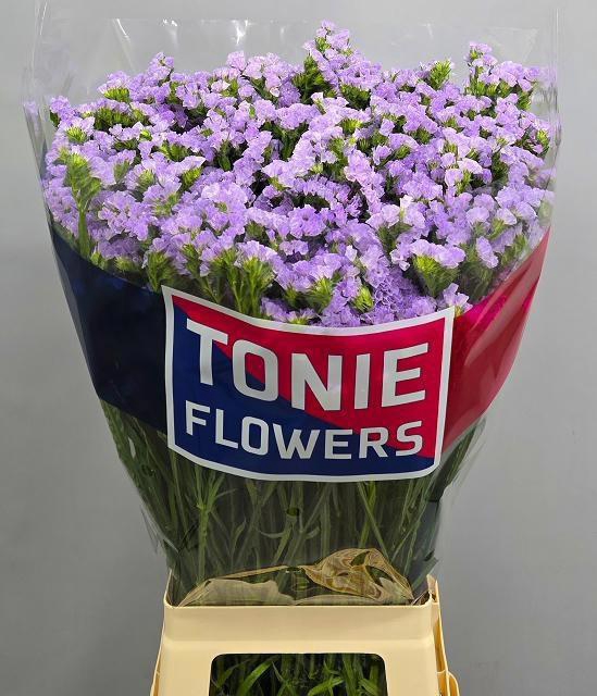 <h4>Lim S Tonie Lavender</h4>