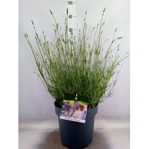 Lavandula interm. 'Phenomenal'