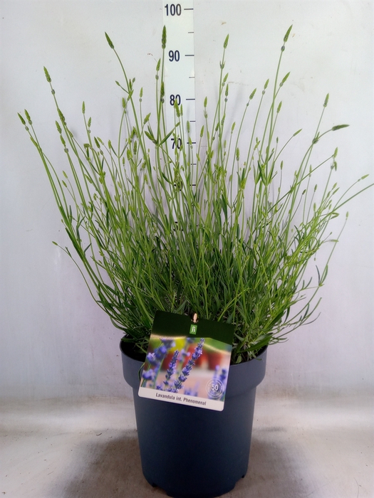 <h4>Lavandula interm. 'Phenomenal'</h4>