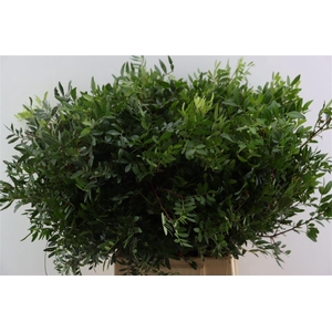 Pistache Hndg 50cm P Bunch