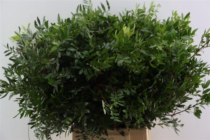 <h4>Pistache Hndg 50cm P Bunch</h4>