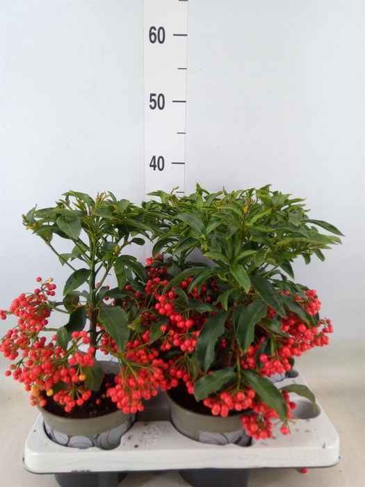 <h4>Ardisia cren.</h4>