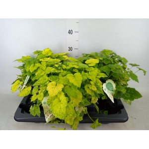 Tolmiea menziesii   ...variegated