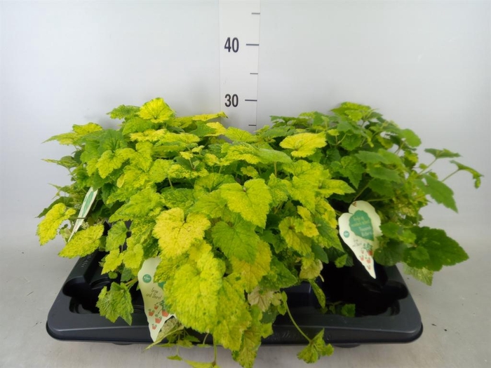 <h4>Tolmiea menziesii ...variegated</h4>