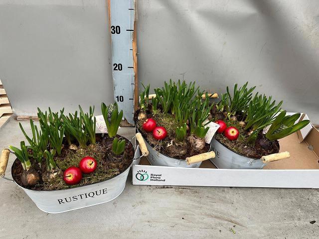 <h4>ARR BOL KNOLGEWAS</h4>