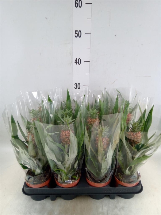 <h4>Ananas 'Rosita'</h4>