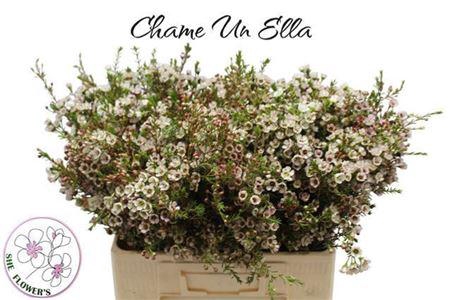 <h4>Chame Un Ella</h4>