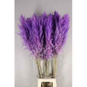 DF Pampas 115cm Milka