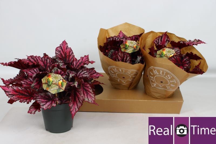 <h4>BEG M C LAMBADA</h4>