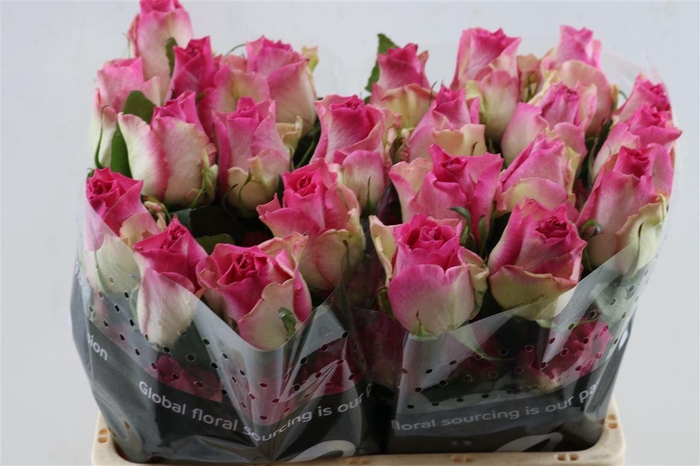 <h4>R Gr Malibu</h4>