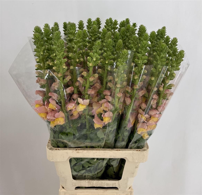 <h4>ANTIR LIGHT APRICOT</h4>