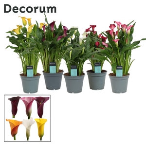 Zantedeschia (Calla) Mix (Decorum)
