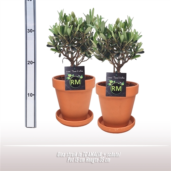 <h4>Olea struik TC Pot + Schotel</h4>