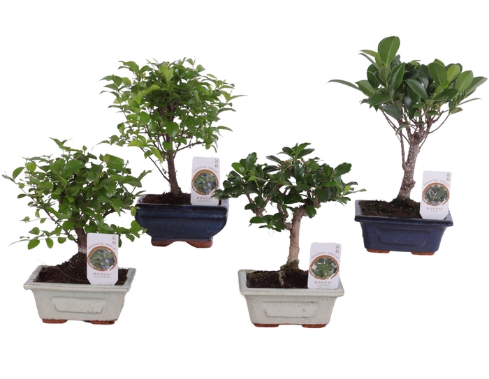 <h4>Bonsai Mix pot ø12cm in ø12cm Ceramic</h4>