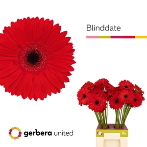 Gerbera Blinddate