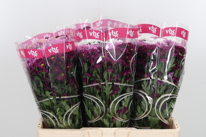 <h4>Chr San Gemengd</h4>