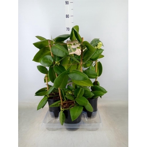 Hoya calycina 'Stargazer'