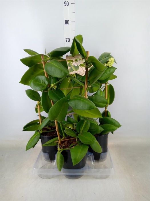 <h4>Hoya calycina 'Stargazer'</h4>